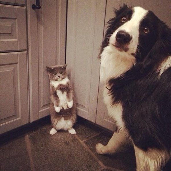 CATS OF ALL - 29  2016  23:29