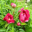 ���� �����, �������, 63 ���� - ��������� 6 ������� 2017 � ������ ���� ����������