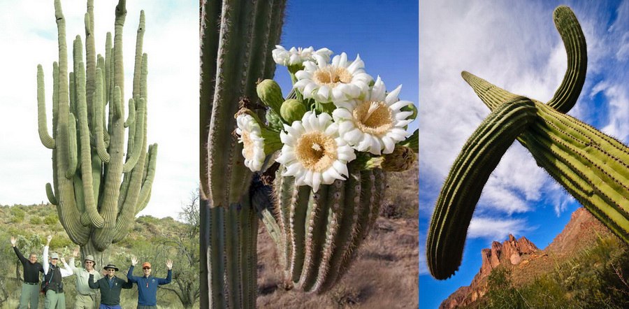 ))).    (. saguaro)    (. carnegiea ...