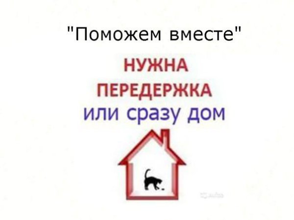 КАНЕ КОРСО ИЩЕТ ДОМ!!! Срочно пристраивается кобель Кане Корсо. 3 года. Сын Рамона Делла Порта ... - 3