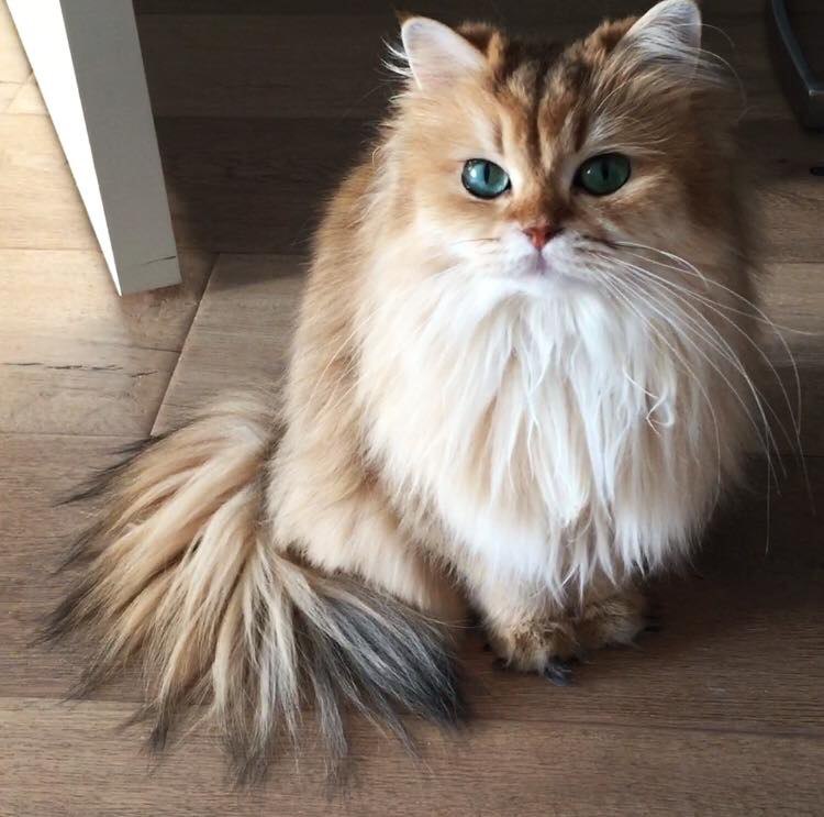 Smoothie the Cat Fan's - 30  2016  11:42