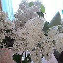  , -, 54  -  3  2016    ۻ