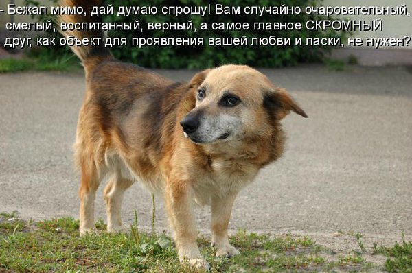 О, сколько их - бездомных, жалких, На свет родившихся слепых, Заботы никогда не знавших, А много ль ... - 7