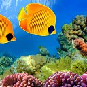 ���� ������, ��������� - ��������� 22 ����� 2017