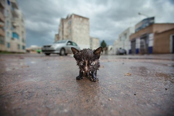 ���� ������ ����� ����