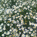 ���� �������, ����� - ��������� 5 ����� 2017 � ������ �������