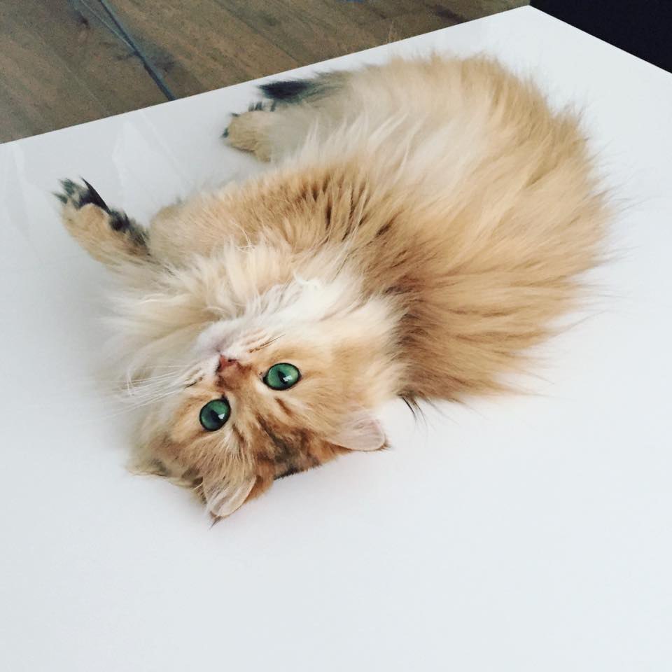 Smoothie the Cat Fan's - 28  2016  11:05