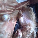 ���� �����, ������, 43 ���� - ��������� 29 ������� 2016 � ������ ������