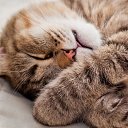 ���� ������..., ������, 55 ��� - ��������� 11 ������� 2017 � ������ ������ ��������