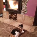  Jiurij, , 62  -  7  2017   pitomci