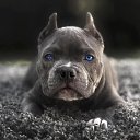 ���� Vel, ���������, 42 ���� - ��������� 29 ������ 2017 � ������ ���� ����������
