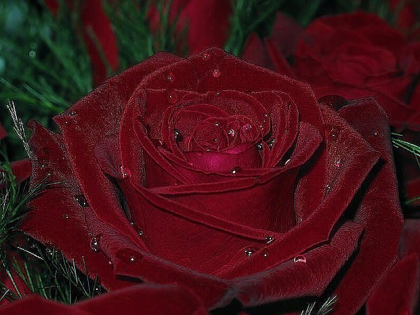 Эту розу я дарю каждой женщине , которая сейчас грустит... Не грусти.!!!......Ты умница , ты ...