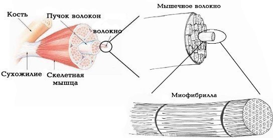 Должны ли болеть мышцы после каждой тренировки? Распад мышц - это неотъемлемая часть процесса ...