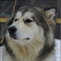 �������, �����-���������, 50 ���