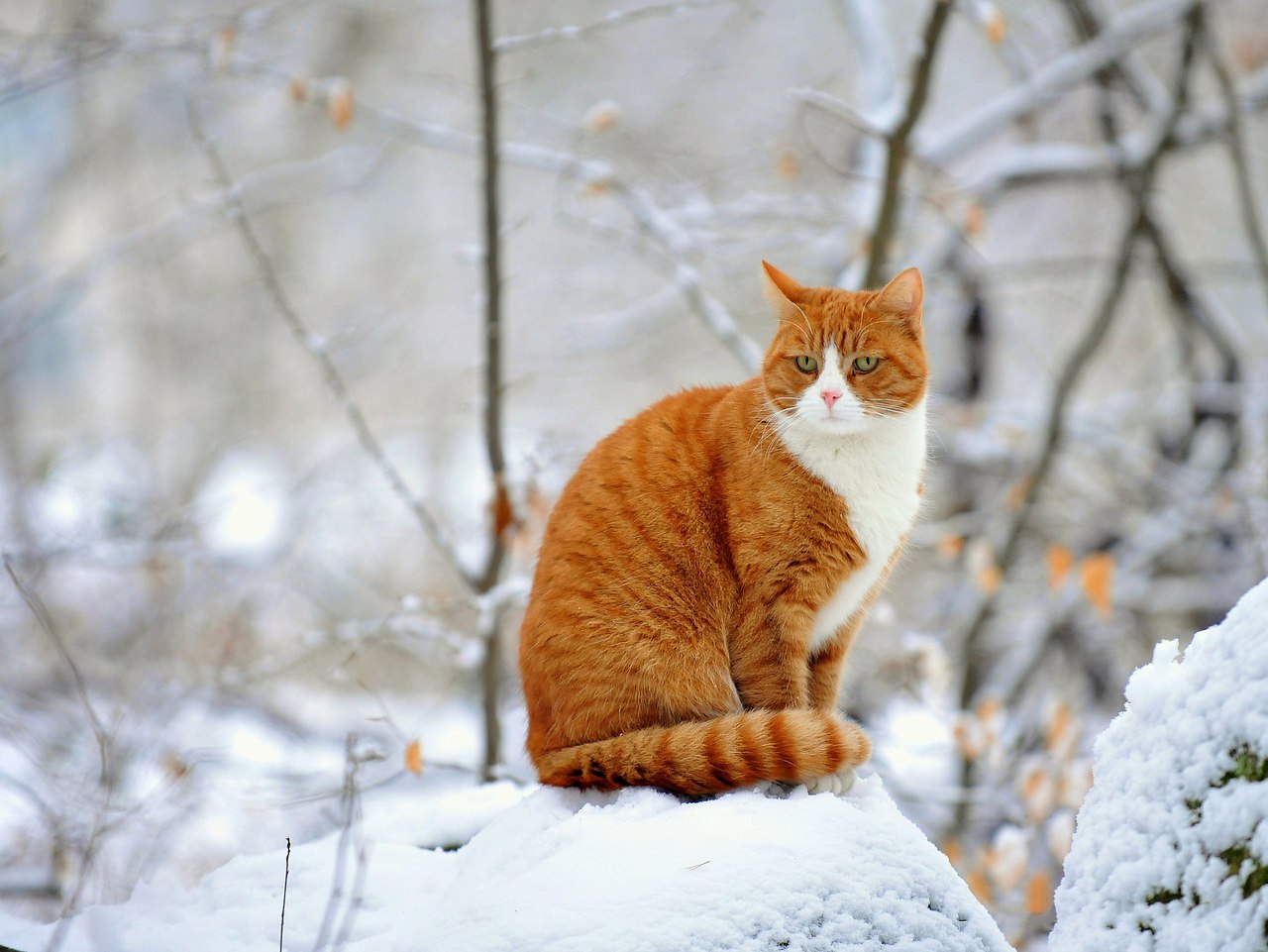 Белый снег. Рыжий кот. | Котизм | Фотострана | Пост №1322624023