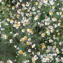 ���� �������, ���������, 55 ��� - ��������� 4 ������ 2017 � ������ ������ ��������