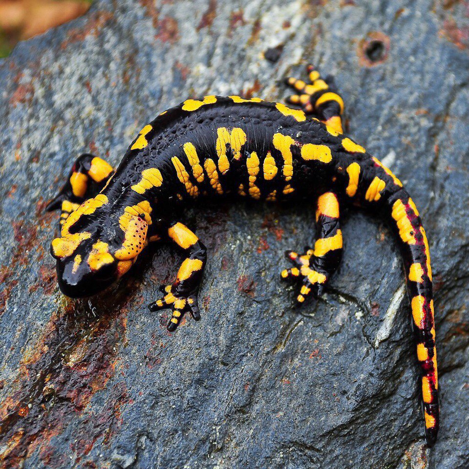 Salamander Вайлдберриз