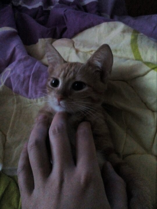 #Безкота_добро.Месяц назад подобрали с мужем котенка. Он был худой до ужаса, блохи прям кишили по ...