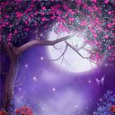  ,  , 23  -  12  2017    