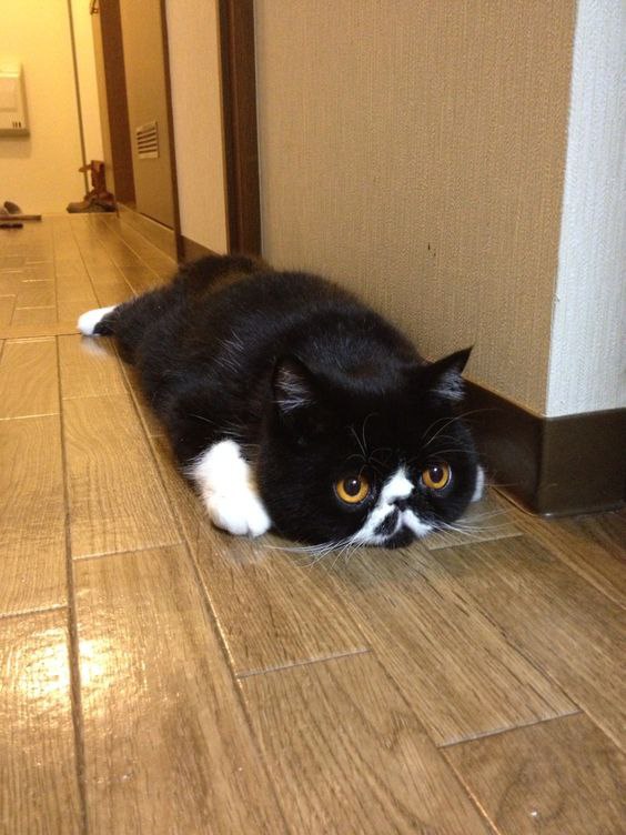 ������....