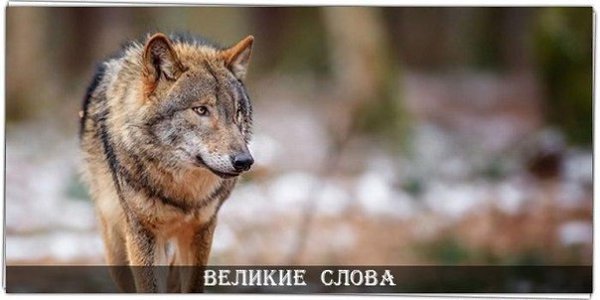 Пусть его повадки грубы, но только лишь на первый взгляд. Знайте, волки — однолюбы, псы же, любят ...