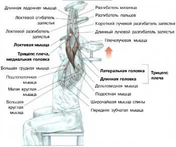 Огромный трицепс: анатомия и упражнения. >Французский жим с гантелями Совет: Локти и плечи во время ... - 4