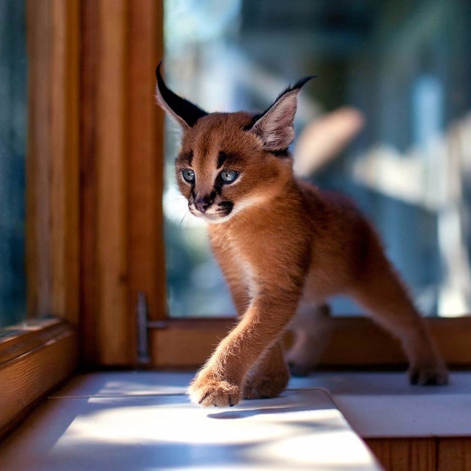  .#animal@travel.blog