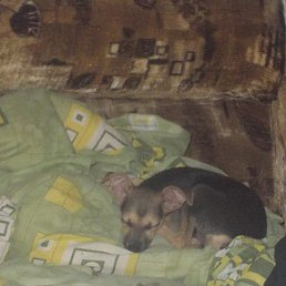 ���� �����, �������, 47 ��� - ��������� 12 ������� 2017