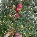 ���� �������� �������, ��������, 63 ���� - ��������� 3 ������ 2017 � ������ ���� ����������