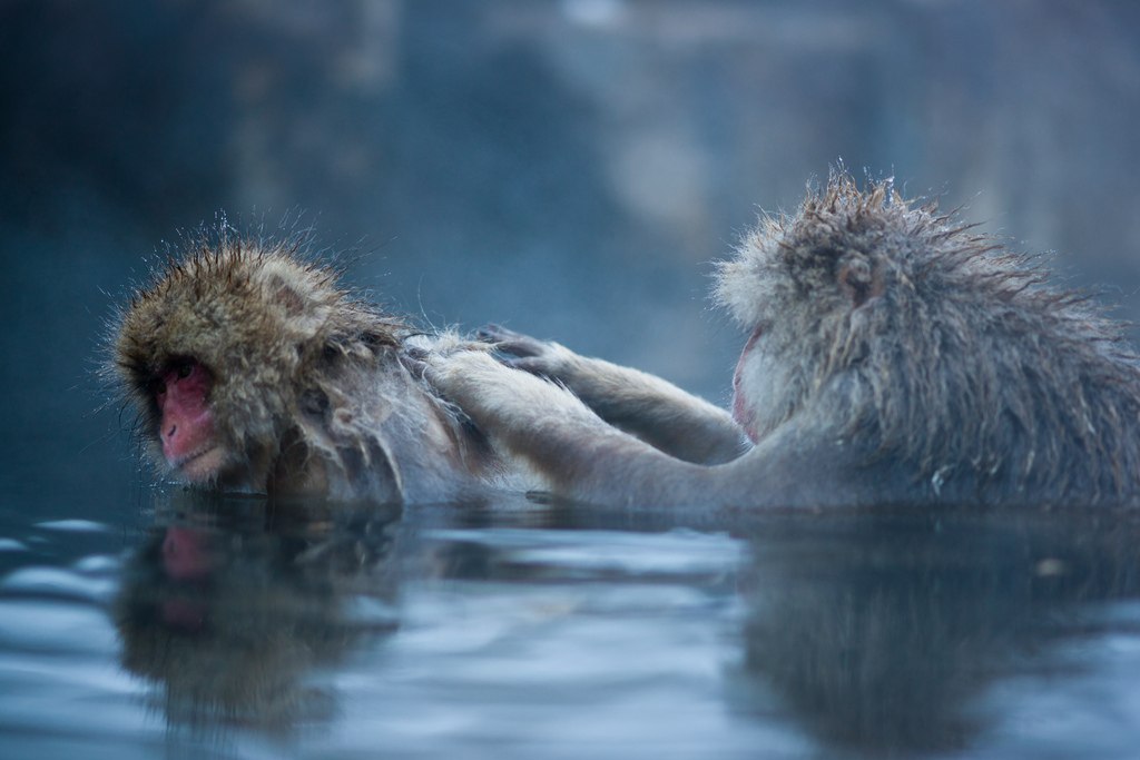 Группа обезьяны в теплой воде слушать. Японские макаки в горячих источниках. Обезьяны в термальных источниках. Обезьяна плывет. Обезьяна плавает.