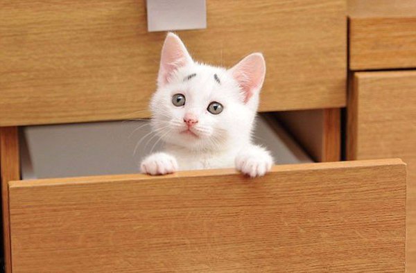 Когда рисует сама природа.Этот 8-месячный котенок всегда выглядит немного встревоженным... благодаря ...