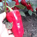 ���� Alexandr, �����������, 70 ��� - ��������� 9 ������� 2016 � ������ �����������