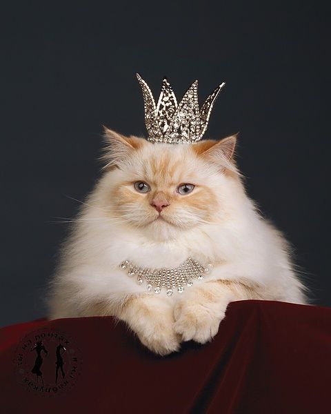 Кто гордая? Я гордая? Да нее. Мы королевы, бабы простые.