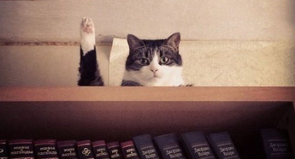 10 фотографий котов, сделанных в самый нужный момент. - 10
