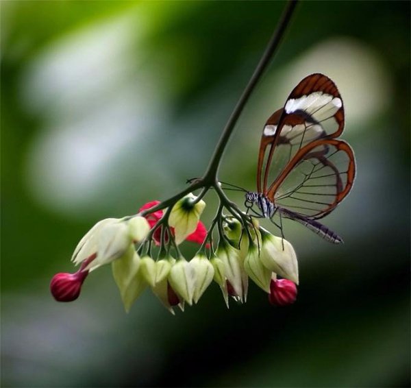 ����� - ��� �����������: 