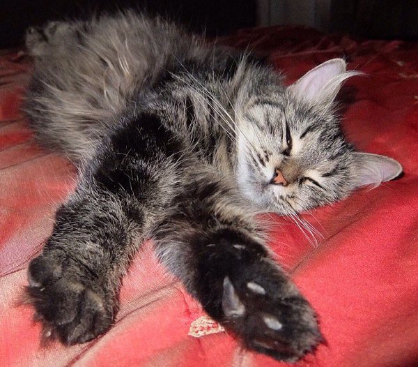 #Безкота_добро.Моя любимая кошка Муся)Подобрали мы её с улицы,когда она была совсем котёнком)Сейчас ... - 3