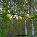 ���� Alexander, �����-���������, 58 ��� - ��������� 19 �������� 2016 � ������ ���� ����������
