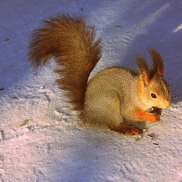 ������, ������������, 42 ����