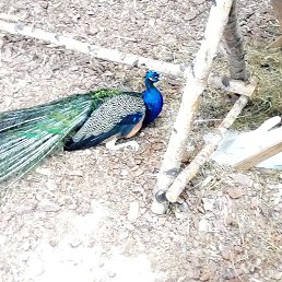 Фото Кира, Мурманск, 42 года - добавлено 1 октября 2016