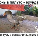  ., , 68  -  25  2016     ,   ...