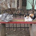 ���� ����, ����������� - ��������� 5 ������� 2017 � ������ ���� ����������