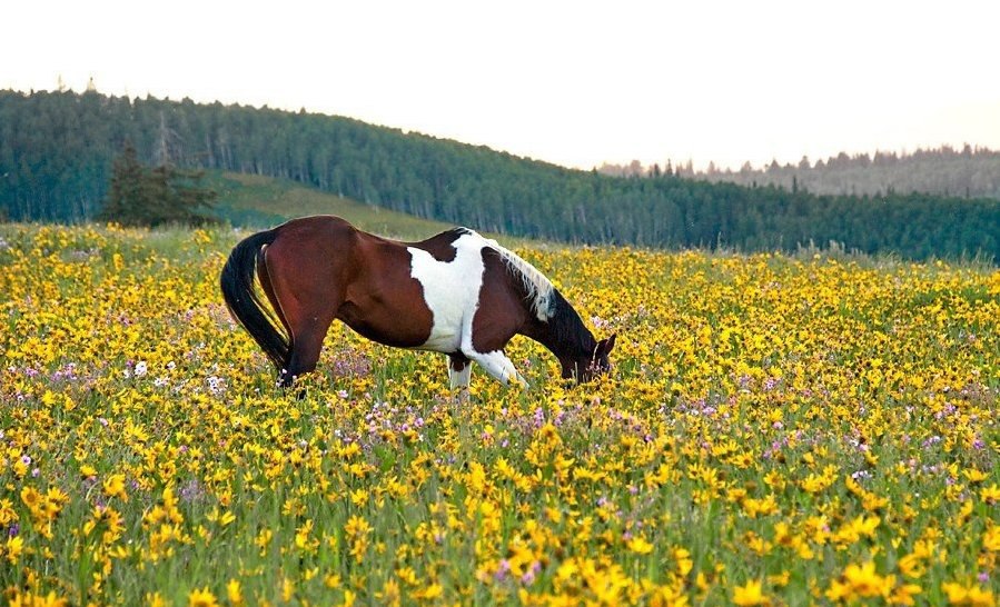     .#animal@travel.blog