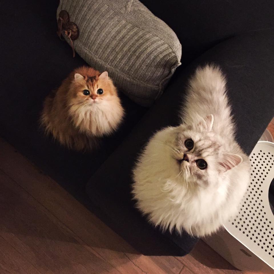 Smoothie the Cat Fan's - 30  2016  12:07