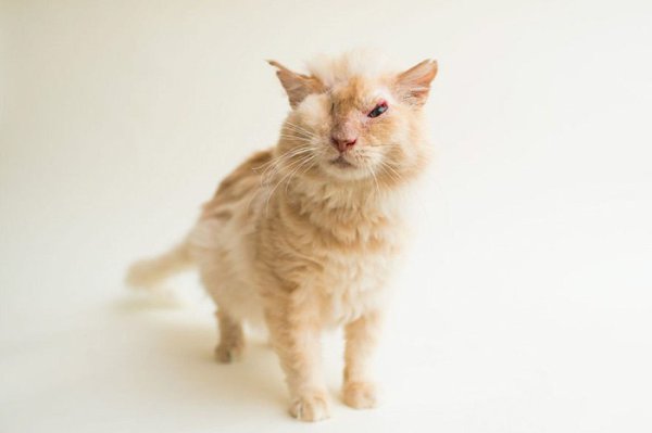 Нелюди намеренно пролили кислоту на морду доверчивого кота, который просто попросил у них еды. Кот ...