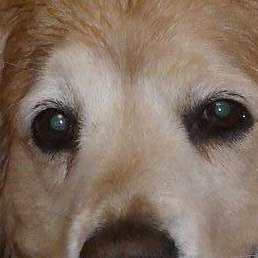 ����, ������, 54 ����