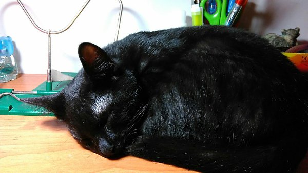 #Безкота_добро.4 месяца назад я нашла этого котика. Теперь без некуда.