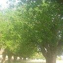 ���� Farouk, ���� - ��������� 22 ������� 2016