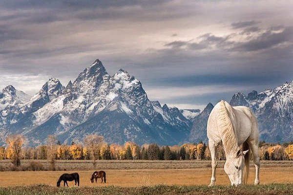 Потрясающие фотографии диких животных в фотопроекте Натаниэля Смалли.Натаниэль Смалли (Nathaniel ... - 4
