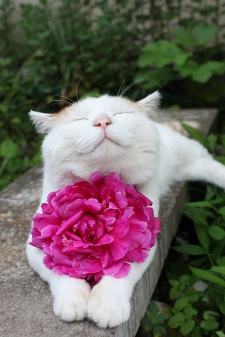 Коты любят запах красоты! Во дворе у нас коты Любят запах красоты! Возле маков и ромашек Разлеглись ...