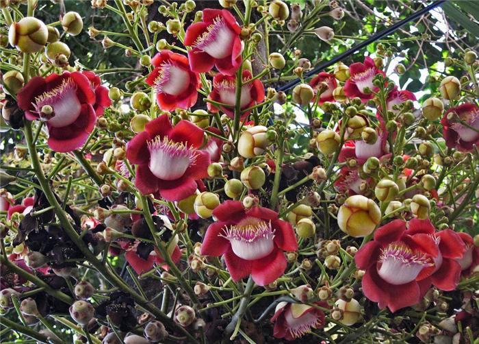 Cannonball Tree -  .         ...